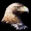 Avatar de Usuario