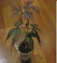 Avatar de Usuario