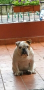 Avatar de Usuario